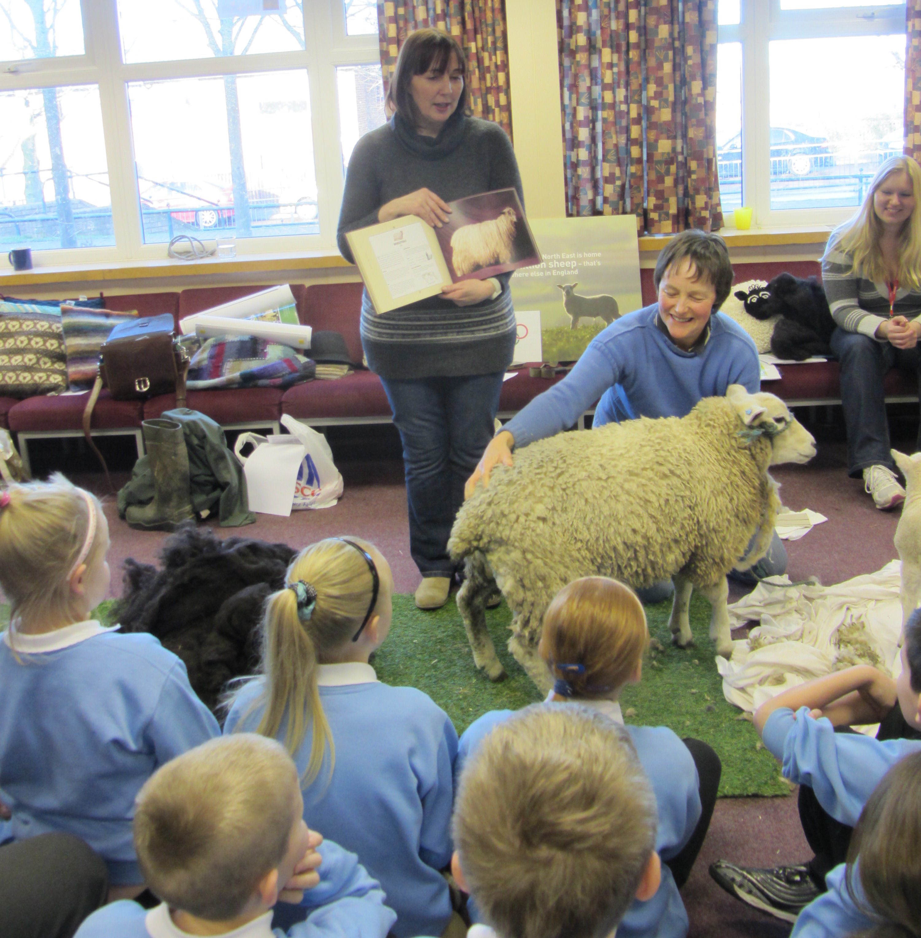Learning about sheep and wool